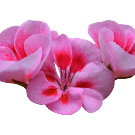 Geranium Essential Oil