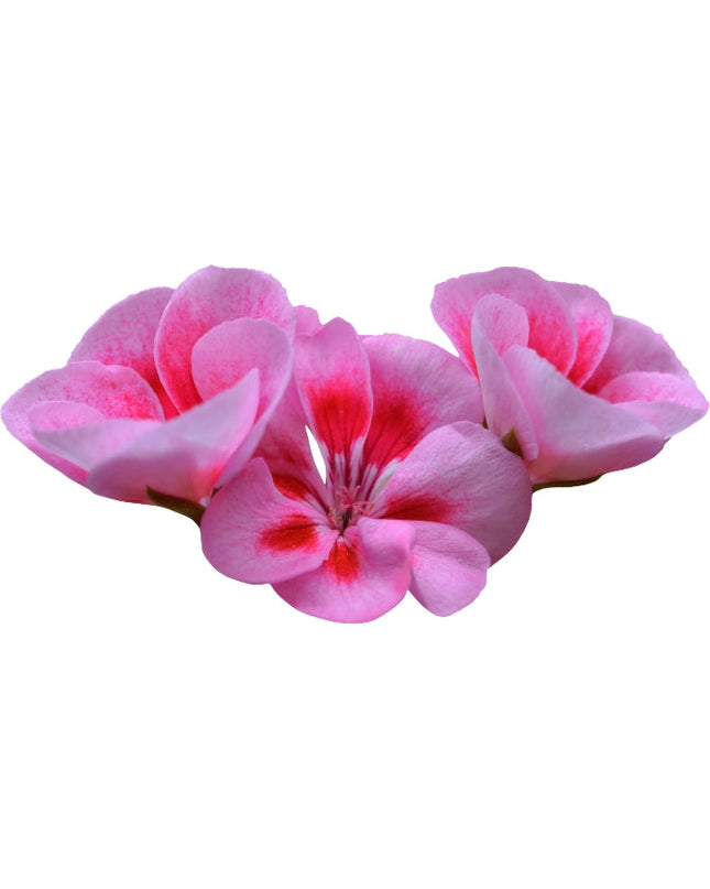 Geranium Essential Oil