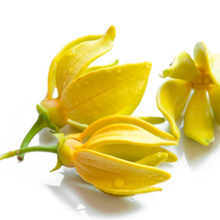 Ylang Ylang Essential oil