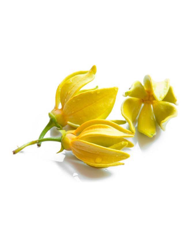 Ylang Ylang Essential oil