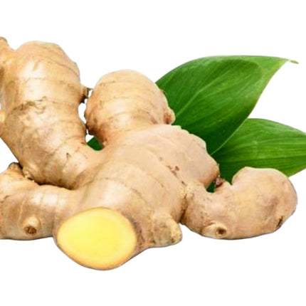 Ginger Essential Oil