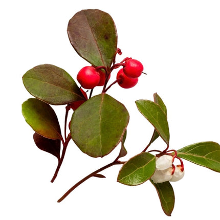 Wintergreen Essential Oil