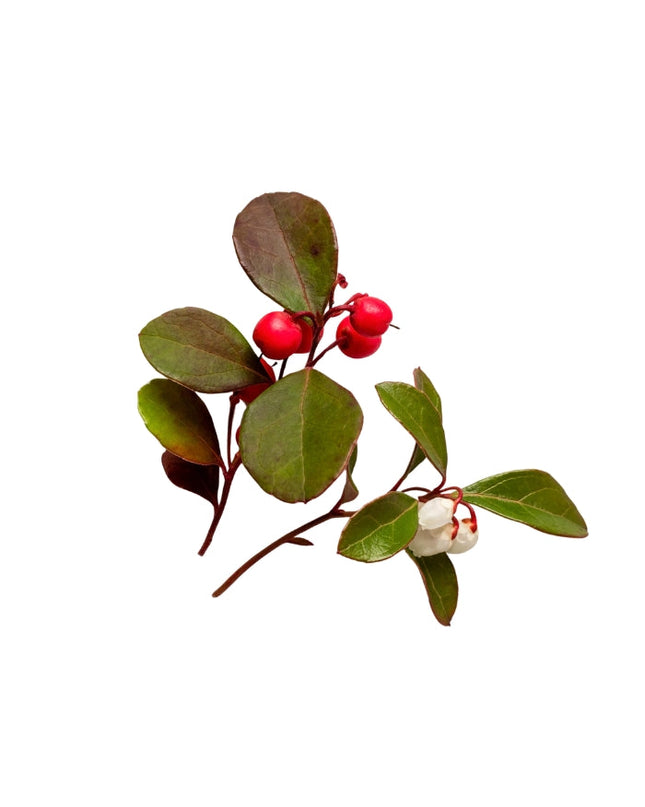 Wintergreen Essential Oil