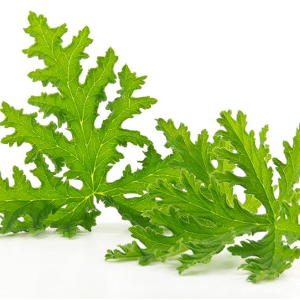 Citronella Essential Oil
