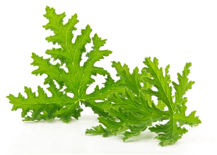 Citronella Essential Oil
