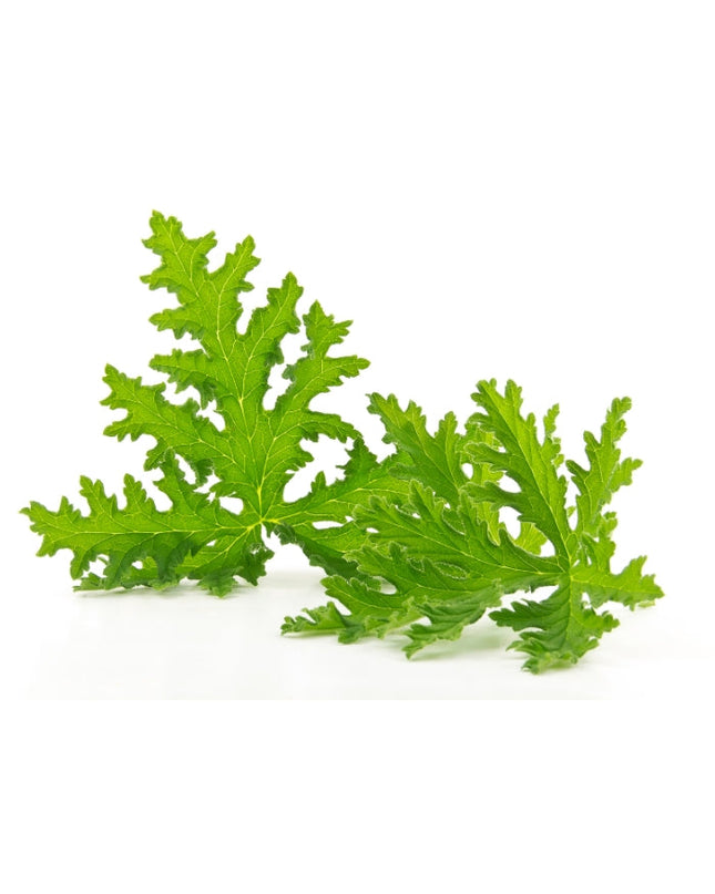 Citronella Essential Oil