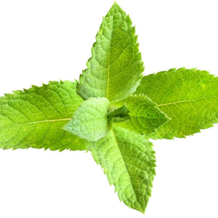Spearmint Essential Oil