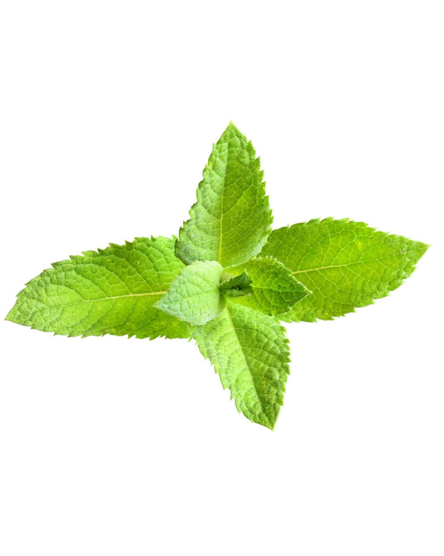 Spearmint Essential Oil
