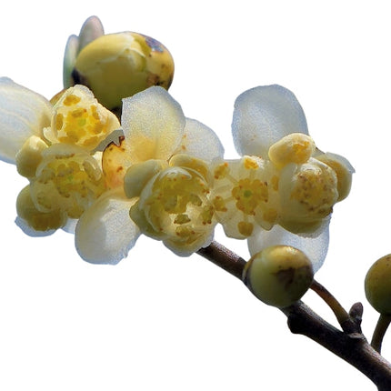 May Chang Essential Oil