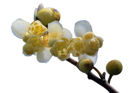 May Chang Essential Oil