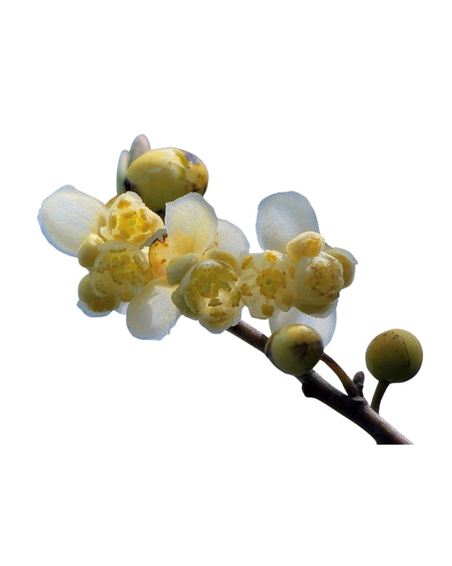 May Chang Essential Oil