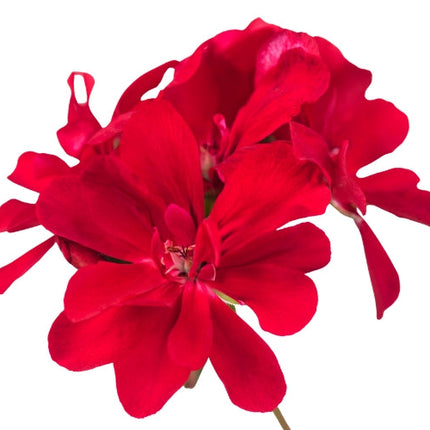 Rose Geranium Essential Oil