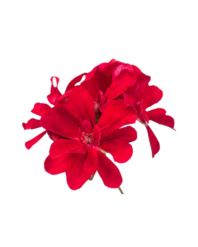 Rose Geranium Essential Oil