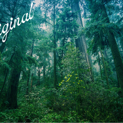 Rainforest Fragrance Oil