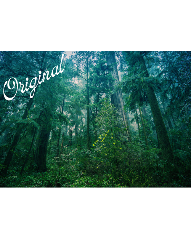 Rainforest Fragrance Oil