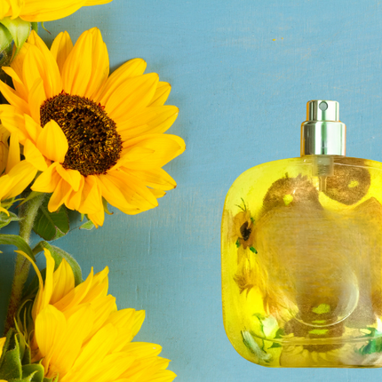 Sunflower Pop Type Fragrance Oil