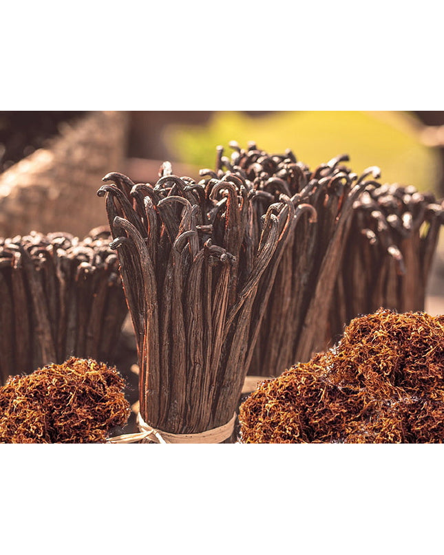 Vanilla & Tobacco Fragrance Oil