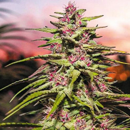 what_s-up-in-the-world-of-weed1.1_SHF4S9GKRB6N.jpg