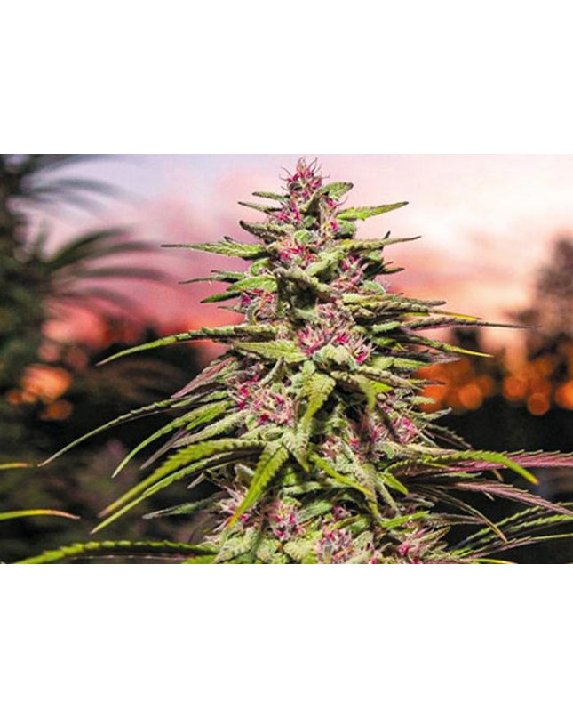 what_s-up-in-the-world-of-weed1.1_SHF4S9GKRB6N.jpg