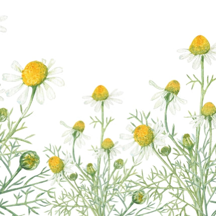 Chamomile Fragrance Oil