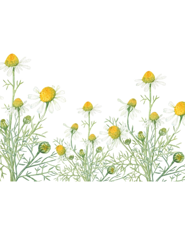 Chamomile Fragrance Oil