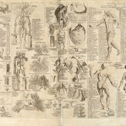 Anatomy3_S8IFC3XXND0L.jpg