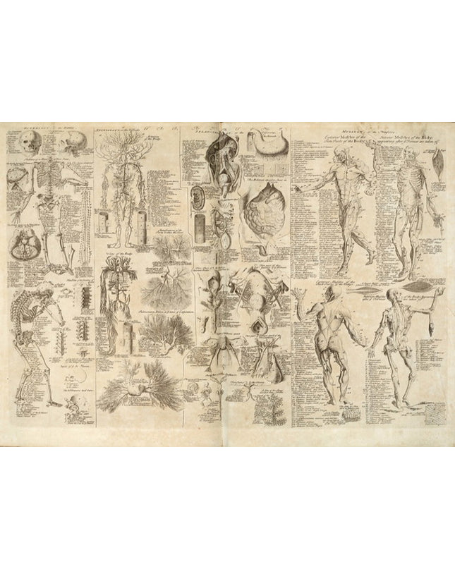 Anatomy3_S8IFC3XXND0L.jpg