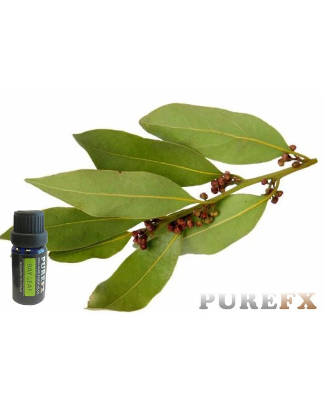 Bay Leaf Essential Oil