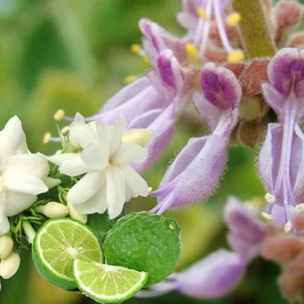 Bergamot_&_Patchouli_SDC9XP12T7OJ.jpg