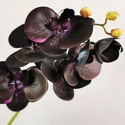 Black Orchid Type Fragrance Oil
