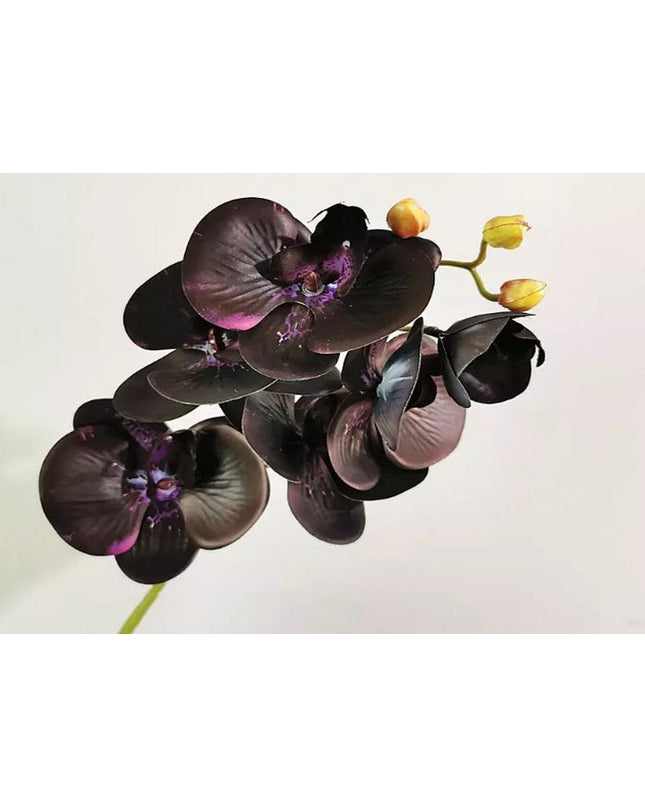 Black Orchid Type Fragrance Oil