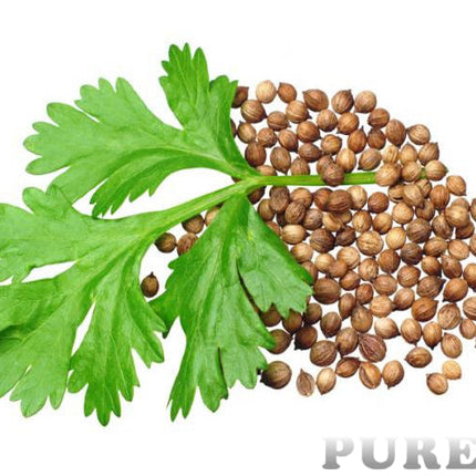 Coriander Essential Oil