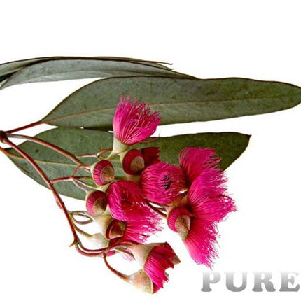 Eucalyptus Essential Oil