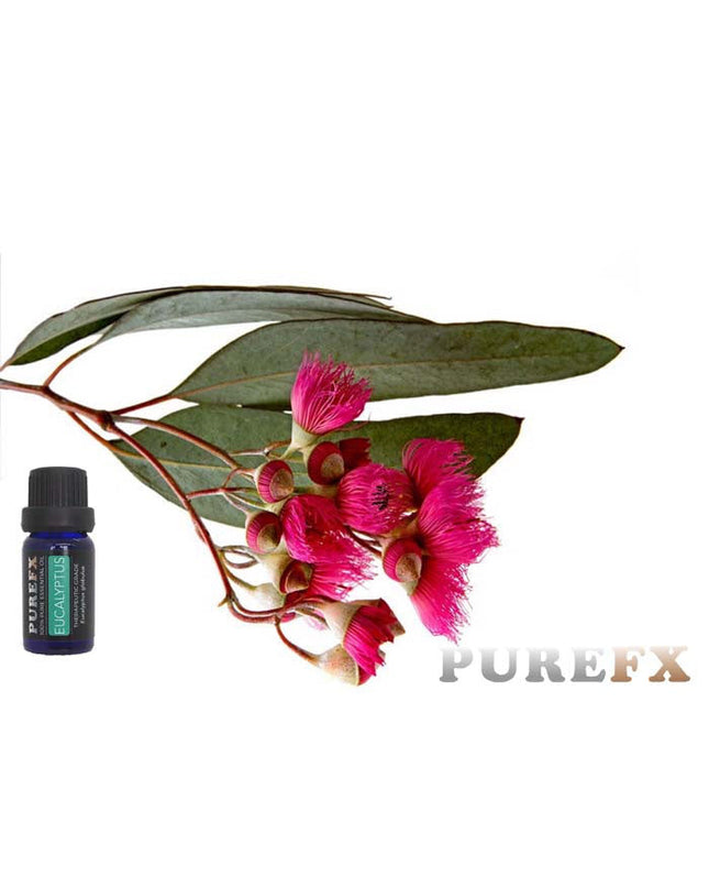 Eucalyptus Essential Oil