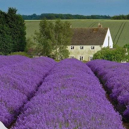 Lavender Fields Fragrance Oil
