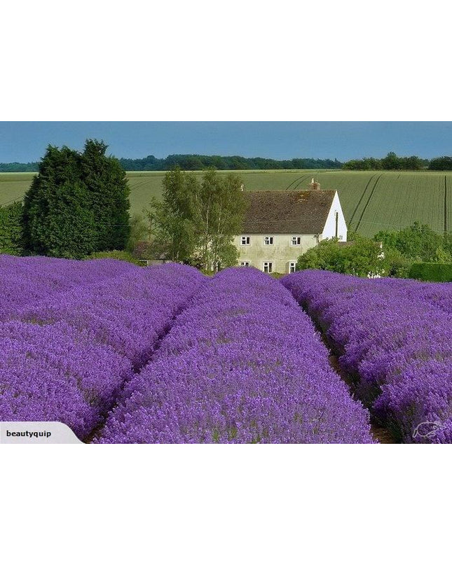 Lavender Fields Fragrance Oil