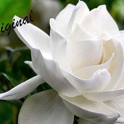 Gardenia Fragrance Oil
