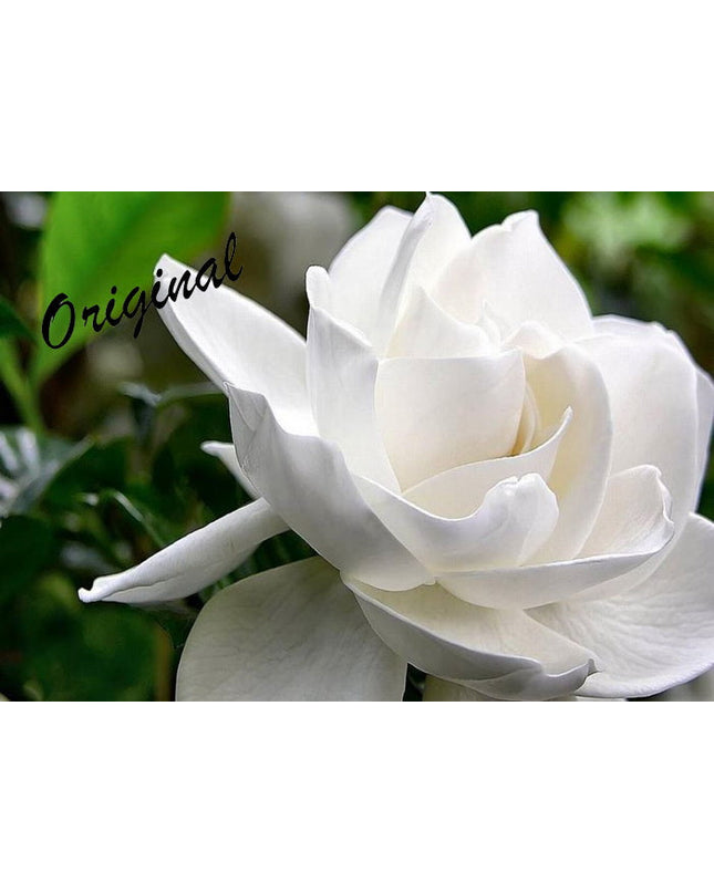 Gardenia Fragrance Oil