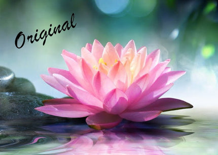 Lotus Flower Fragrance Oil