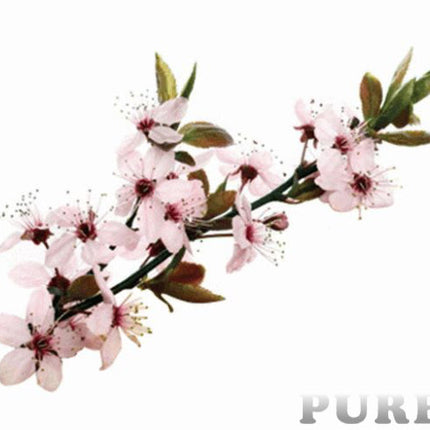 Manuka Essential Oil