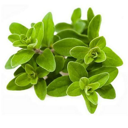 Marjoram_RX4MX5SGQ9IR.jpg