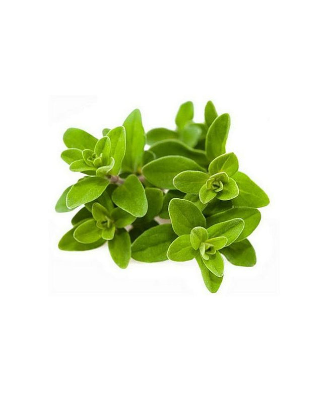 Marjoram_RX4MX5SGQ9IR.jpg