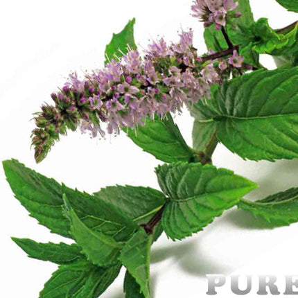 Peppermint Essential Oil