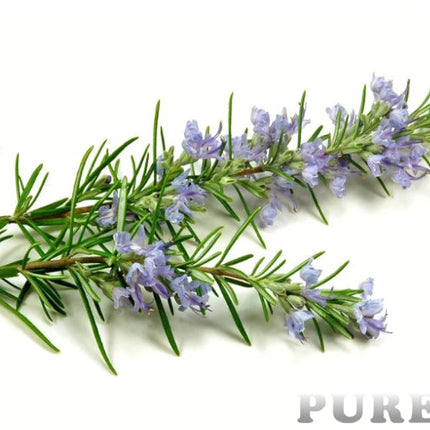 Rosemary Essential Oil