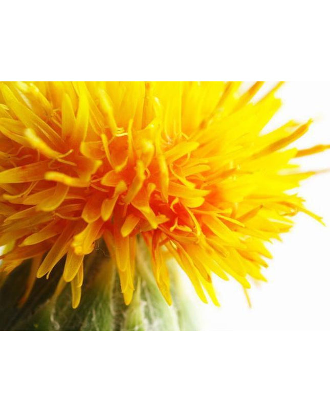 Safflower-oil_RLI5V8JW9UM4.jpg