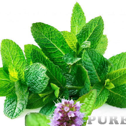 Spearmint Essential Oil