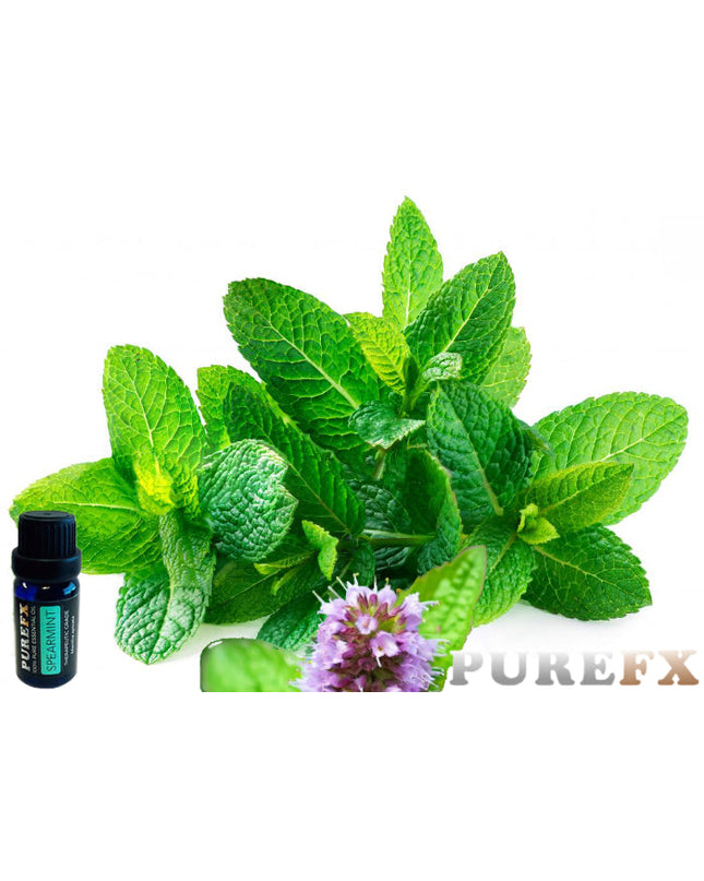 Spearmint Essential Oil