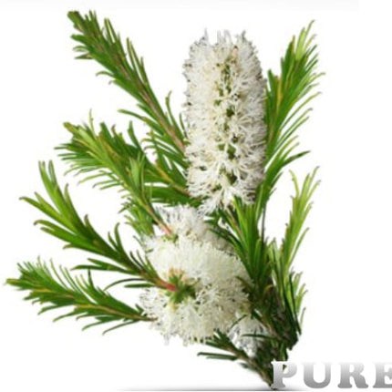 Tea Tree Essential Oil