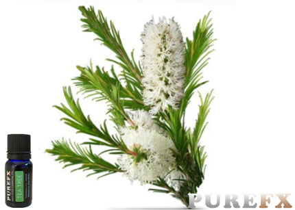 Tea Tree Essential Oil