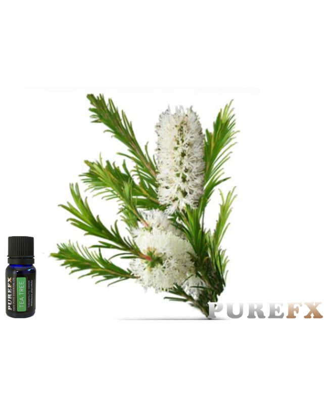 Tea Tree Essential Oil